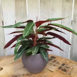 Calathea 'Magicstar' 17cm -Garden Care Supply Store calathea magicstar 1000x1000 6231f8ca3fe60 l
