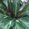 Calathea 'Magicstar' 17cm