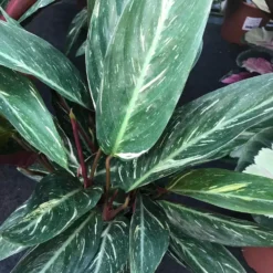 Calathea 'Magicstar' 17cm -Garden Care Supply Store calathea magicstar 1512x1512 6231f8ca3cbdc l