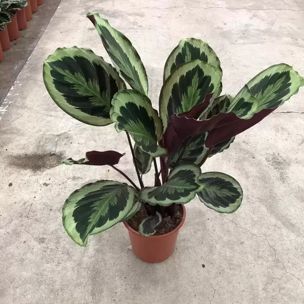 Calathea 'Marion' 21cm 3 Calathea 'Marion' 21cm