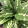 Calathea 'Maui Queen' 17cm 2 Calathea 'Maui Queen' 17cm -Garden Care Supply Store calathea maui queen 1512x1512 61f26788bce01 l