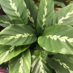 Calathea 'Maui Queen' 17cm