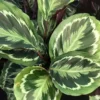 Calathea 'Medallion' 19cm 1 Calathea 'Medallion' 19cm -Garden Care Supply Store calathea medallion 1512x1512 61f269c235dd0 l