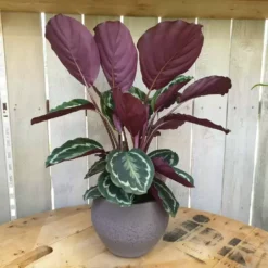Calathea 'Medallion' 19cm -Garden Care Supply Store calathea medallion 1632827555 1000x1000 61f26af093c27 l