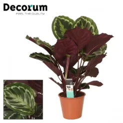 Calathea 'Medallion' 19cm -Garden Care Supply Store calathea medallion 1632827555 1536x1536 61f269d9ec3b1 l