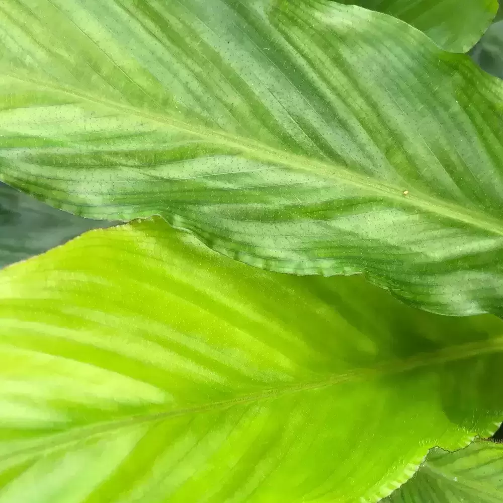 Calathea 'Mirosha' 14cm 4 Calathea 'Mirosha' 14cm - Image 2