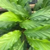 Calathea 'Mirosha' 14cm -Garden Care Supply Store calathea mirosha 1616851156 1000x1000 61f2686f3b8f7 l
