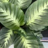 Calathea 'Misto' 12cm