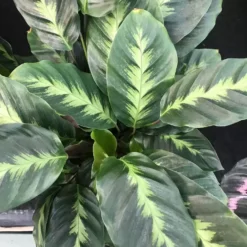 Calathea 'Misto' 12cm 8 Calathea 'Misto' 12cm -Garden Care Supply Store calathea misto 1584954011 1512x1512 61f26a36ca9c0 l