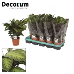 Calathea 'Misto' 12cm 9 Calathea 'Misto' 12cm -Garden Care Supply Store calathea misto 1584954011 1536x1536 61f26a4104220 l