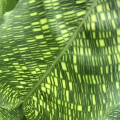 Calathea 'Network' 17cm