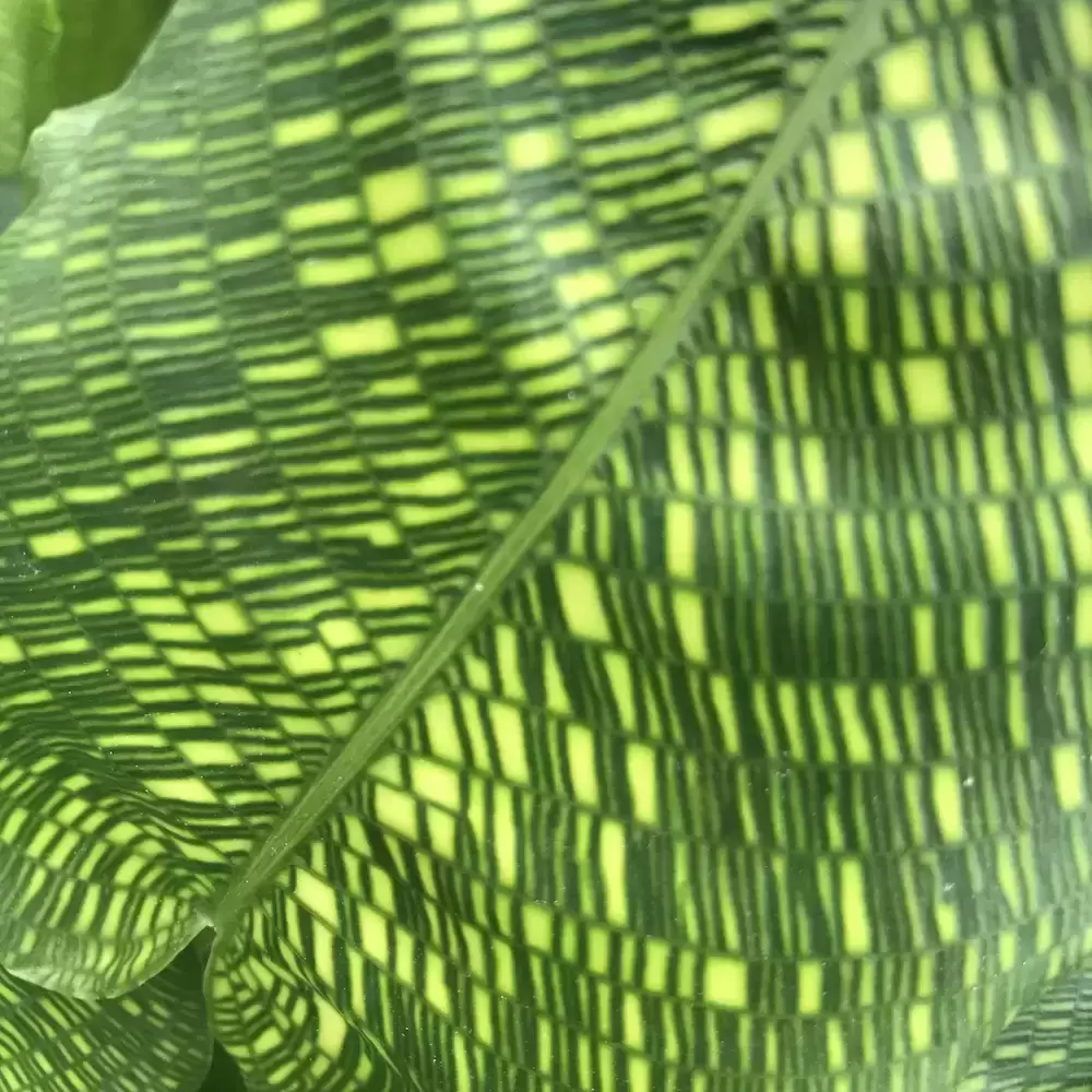 Calathea 'Network' 17cm 3 Calathea 'Network' 17cm