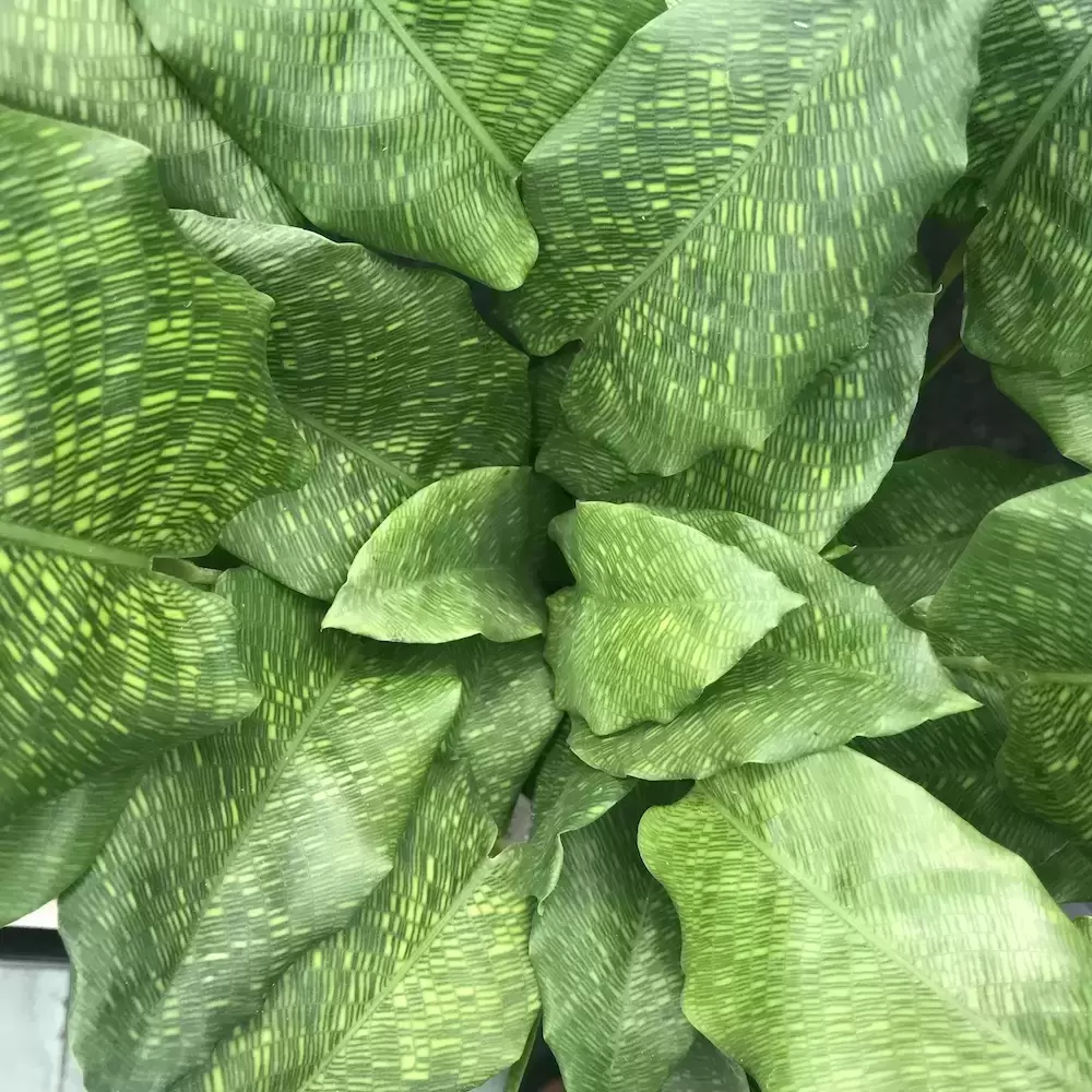 Calathea 'Network' 17cm 4 Calathea 'Network' 17cm - Image 2