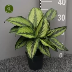 Calathea 'Pinstripe' 14cm