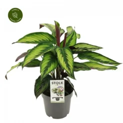 Calathea Majestica 'Princeps'