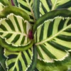 Calathea Roseopicta 19cm 1 Calathea Roseopicta 19cm -Garden Care Supply Store calathea roseopicta 1536x1536 61f272ad19d95 l