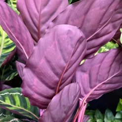 Calathea Roseopicta 19cm -Garden Care Supply Store calathea roseopicta 1581592612 1536x1536 61f272b7a2b74 l
