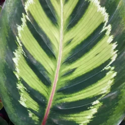 Calathea Roseopicta 19cm -Garden Care Supply Store calathea roseopicta 1581592612 1536x1536 61f272c20c3da l