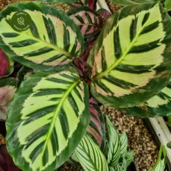 Calathea Roseopicta 'Cora' 12cm