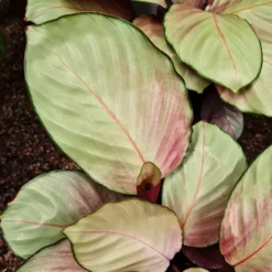 Calathea 'Silver Plate'