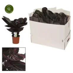 Calathea Roseopicta 'Surprise Star'