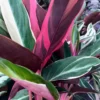 Calathea 'Triostar' 14cm -Garden Care Supply Store calathea triostar 1512x1512 61f2699783b04 l
