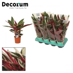 Calathea 'Triostar' 14cm -Garden Care Supply Store calathea triostar 1578821817 1536x1536 61f269aab0c0f l