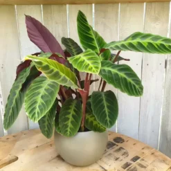 Calathea Warscewiczii 19cm -Garden Care Supply Store calathea warscewiczii 1000x1000 61f26b23e1a32 l