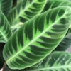 Calathea Warscewiczii 19cm -Garden Care Supply Store calathea warscewiczii 1099x1111 61f26ac8e414a l