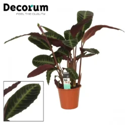 Calathea Warscewiczii 19cm -Garden Care Supply Store calathea warscewiczii 1536x1536 61f26ac407941 l