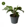 Calathea 'White Miracle' -Garden Care Supply Store calathea white miracle 599x600 64a698a6e1368 l
