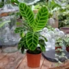 Calathea 'Zebrina' 14cm -Garden Care Supply Store calathea zebrina 1536x1536 64807d4a47101 l