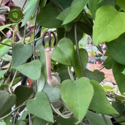 Ceropegia Linearis 'Remy' 6 Ceropegia Linearis 'Remy' -Garden Care Supply Store ceropegia linearis remy 1512x1512 634474261bec9 l