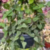 Ceropegia Linearis 'Remy' 2 Ceropegia Linearis 'Remy' -Garden Care Supply Store ceropegia linearis remy 1512x1512 63447428c7e18 l