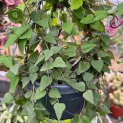 Ceropegia Linearis 'Remy'