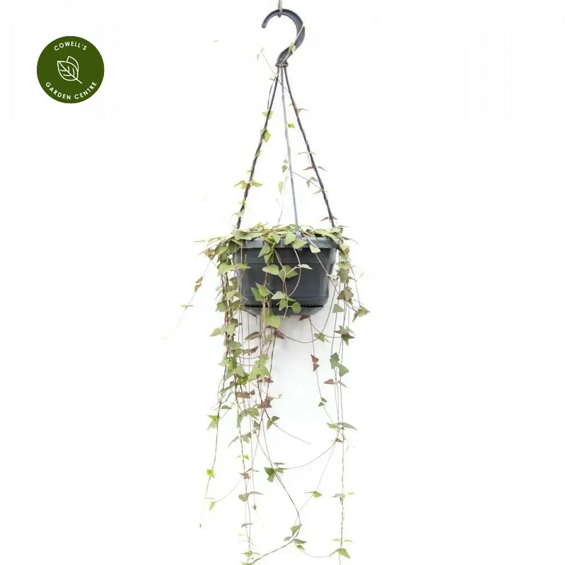 Ceropegia Linearis 'Remy' 5 Ceropegia Linearis 'Remy' - Image 3