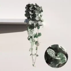 Ceropegia Woodii 'Marlies Variegata' 8cm