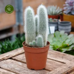 Cleistocactus Strausii