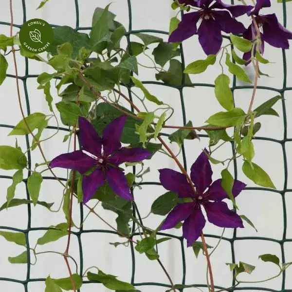 Climbing Plant & Fencing Mesh - Green 50mm Mesh 1 X 5m 3 Climbing Plant & Fencing Mesh - Green 50mm Mesh 1 X 5m