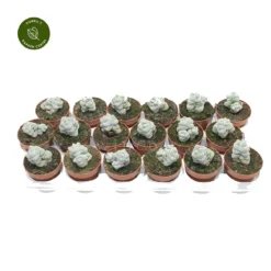 Crassula 'Moonstone'