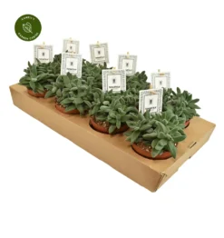 Crassula 'Tarantula'