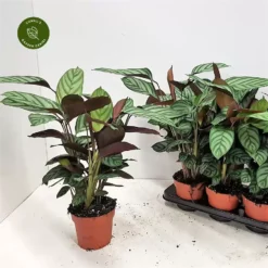 Ctenanthe Setosa 'Green Fingers'