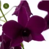 Dendrobium 'Thailand Black' -Garden Care Supply Store dendrobium thailand black 568x568 638f17be106b7 l