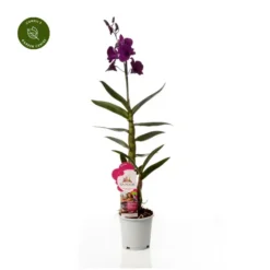 Dendrobium 'Thailand Black' -Garden Care Supply Store dendrobium thailand black 608x608 638f17be6f493 l