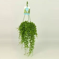 Dischidia Nummularia