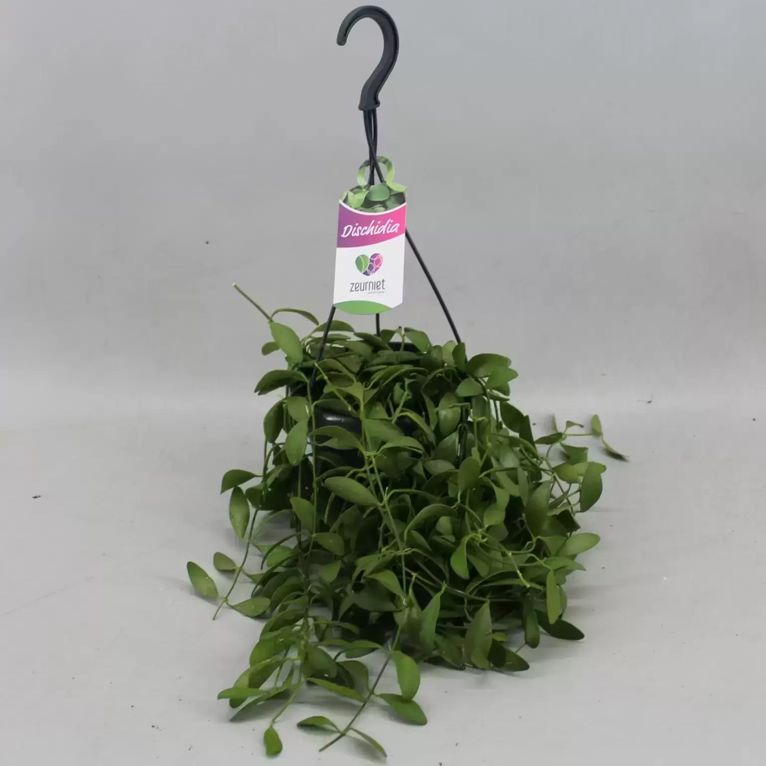 Dischidia Oiantha 4 Dischidia Oiantha - Image 2