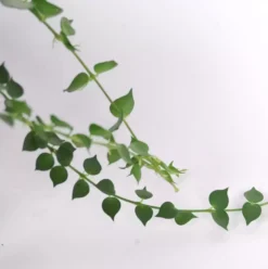 Dischidia Ruscifolia - Million Hearts 10cm -Garden Care Supply Store dischidia ruscifolia million hearts 1600858435 1000x1004 61f2661b197b4 l