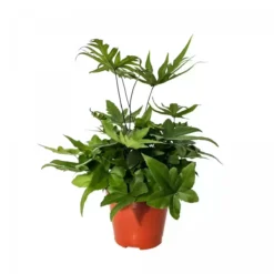 Doryopteris Pedata 10 Doryopteris Pedata -Garden Care Supply Store doryopteris pedata 1200x1200 61f2b28a7b1bb l