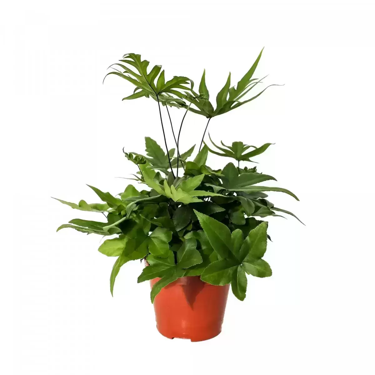 Doryopteris Pedata 6 Doryopteris Pedata - Image 4