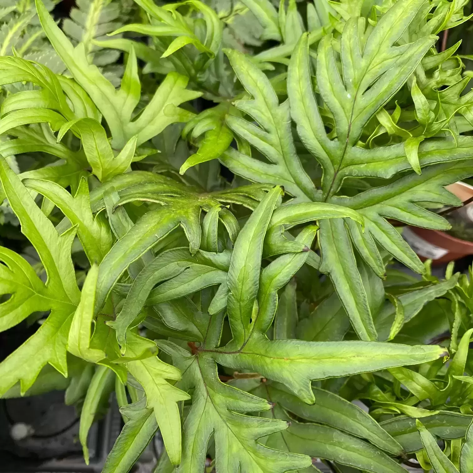 Doryopteris Pedata 4 Doryopteris Pedata - Image 2